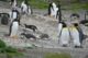 ilha dos pinguins ushuaia