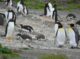 ilha dos pinguins ushuaia