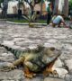 Parque das Iguanas Guayaquil Equador