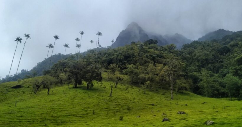 Salento Vale de Cocora Colombia