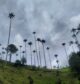 Vale de Cocora Salento Colômbia