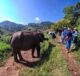 visitar um santuário de elefantes em Chiang Mai