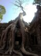 Ta Prohm Angkor Camboja